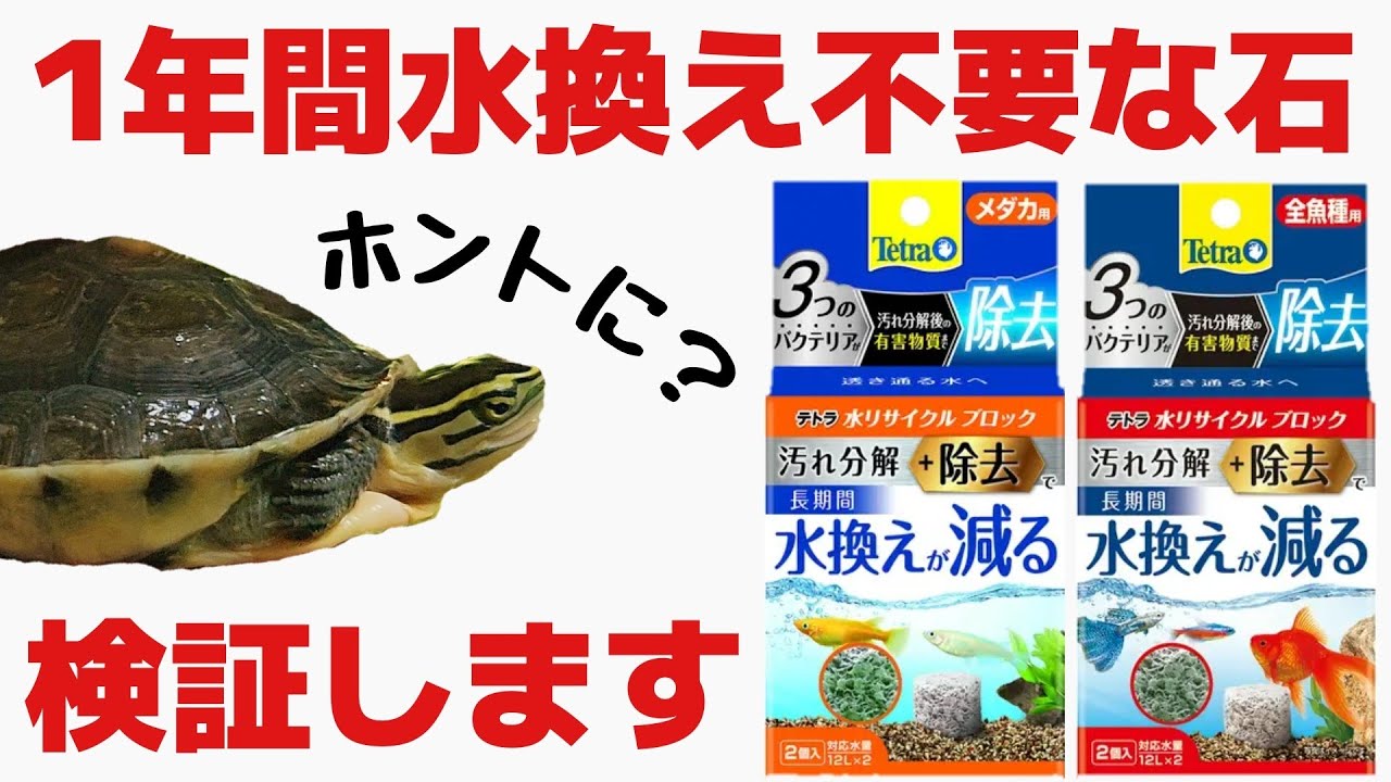【テトラ・リサイクルブロック】入れるだけで硝酸塩を分解する石だと！？亀水槽で２週間ガチ検証をして効果を確かめます！【脱窒】