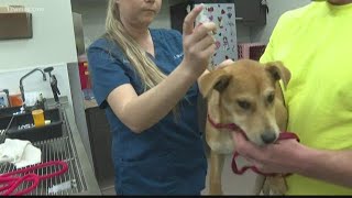 Bibb County Animal Welfare is back open