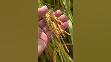 ST25 sạ quá nhiều có khó khăn gì hay không? Đông xuân 2026 nên làm giống lúa gì? #tubanluagiong