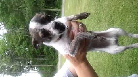 Taco crying mama
