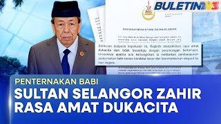 Penternakan Babi Sultan Selangor Murka Operasi Berskala Besar Di Kuala Langat