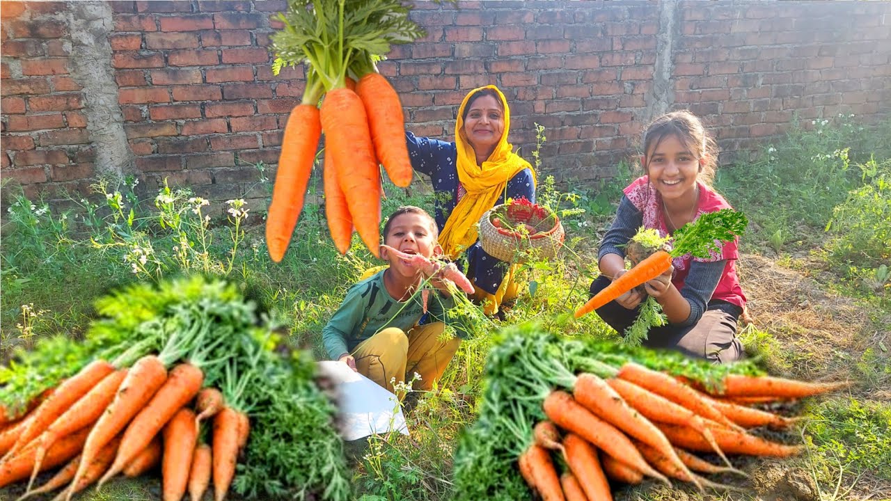 😃काफी दिनों के इंतज़ार के बाद आखिर हमने सारे 🥕गाजर उखाड़ ही लिए इसका हम बनाएंगे स्वादिस्ट गाजर का हलवा