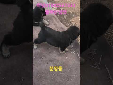 하남01092557333 블랙탄암컷