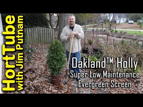 Video: Apa Itu Oak Leaf Holly: Menanam Oak Leaf Hollies Di Landskap
