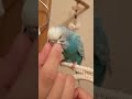 甘えるインコ #shorts #セキセイインコ #birds #parakeet