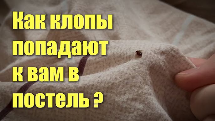 От чего могут быть клопы. От чего могут быть клопы