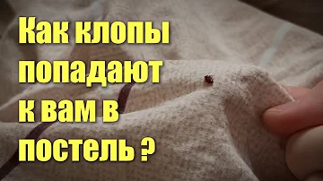 Куда обратиться с жалобой на клопов