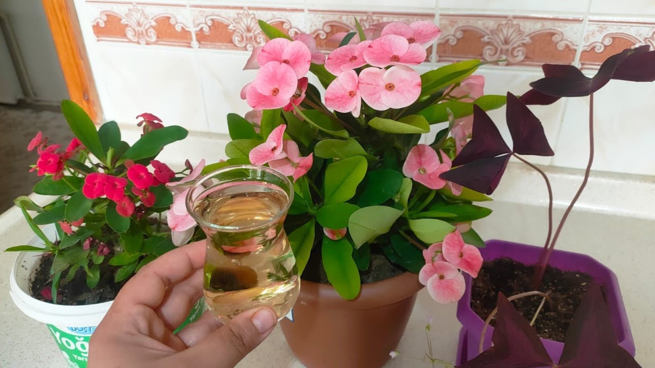 Dikenler Tacı  Bu Kürden Sonra Çıldırdı Çiçek Bakımı  Çiçek Coşturan