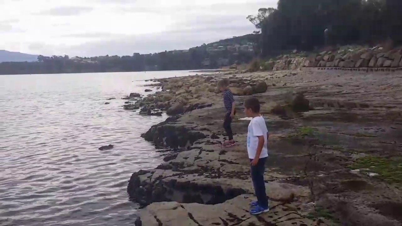 Dolphins pack hunting Tasmania 