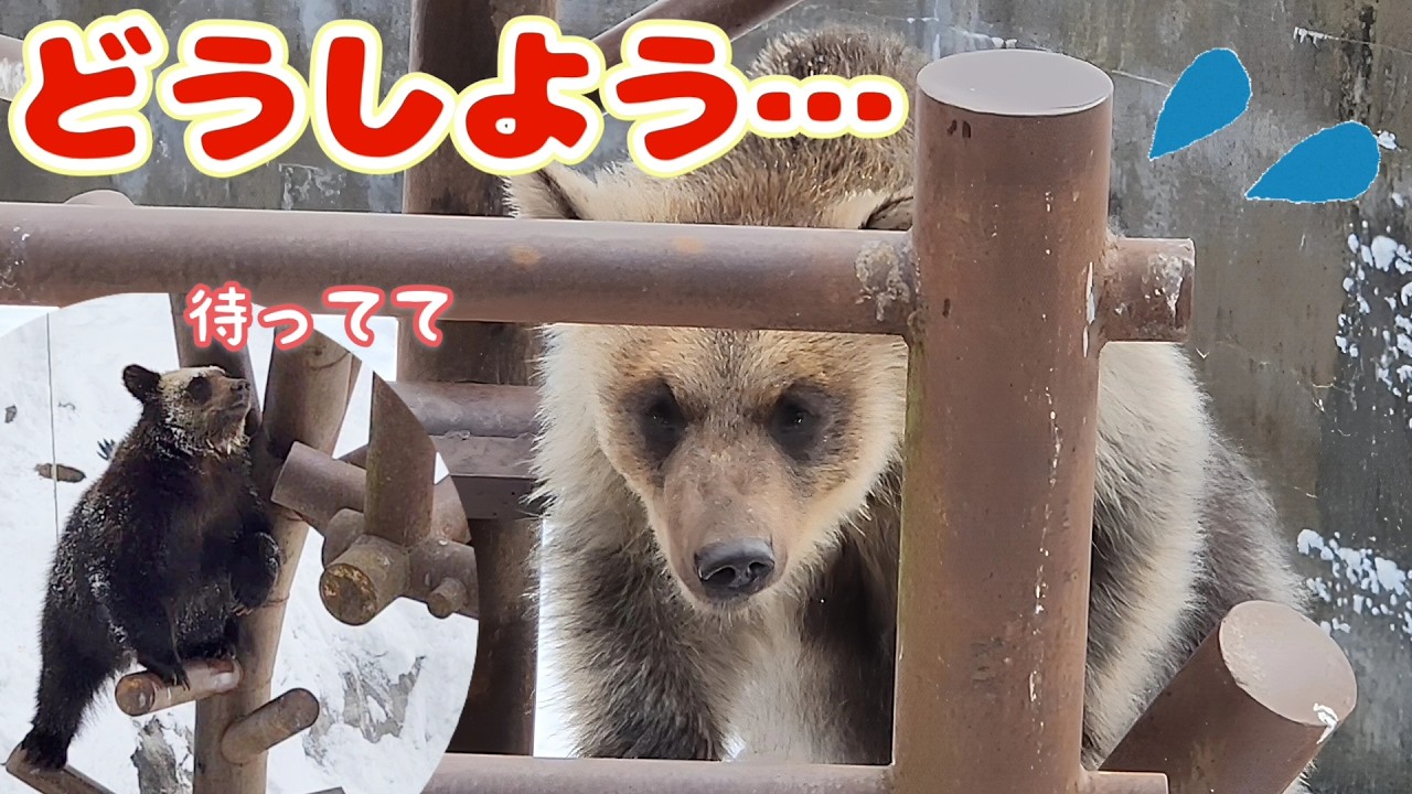 ついに登ったお立ち台！モコロちゃんを救った最後の一撃【のぼりべつクマ牧場】