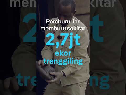 Trenggiling, hewan yang banyak diperdagangkan padahal berguna bagi ekosistem