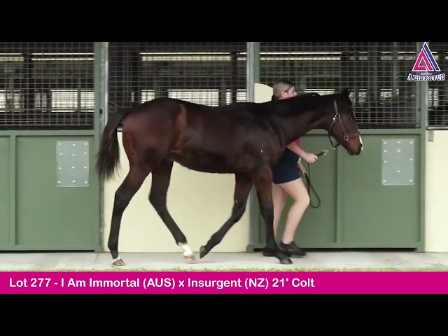 Lot277-I Am Immortal(AUS) x Insurgent(NZ) 21'Colt-2022 GoldCoast NationalWeanling Sale MagicMillions