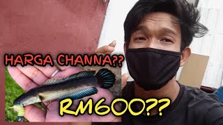 Harga ikan channa limbata