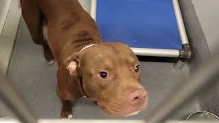acs A683520