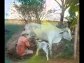 RAFAEL PEREZ UN PAVITO Y UN LLANERO