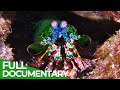 World of the wild  episode 3 the great barrier reef  free documentary nature