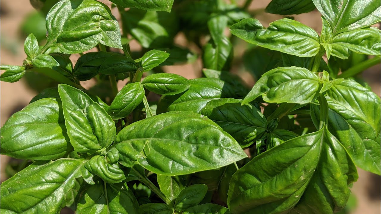 How To Grow HUGE Herbs! 