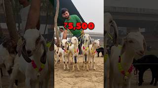 Top Quality Gulabi Raniganj Bakra Mandi Ziya Vlogs
