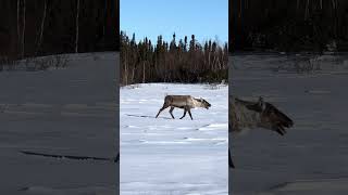 Curious Caribou Walking Close to POV While Passing By