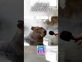 Animal Interviews: Hilarious &amp; Heartwarming Conversations with Our Friends