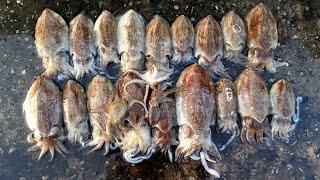 Cuttlefish Fishing In Korea (삼천포 갑오징어낚시)