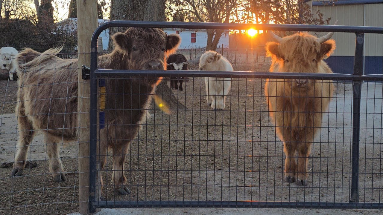 Life on the Farm in Extreme Cold | Daily Chores, Chicken Toes & Commitment to Highland Cow Training