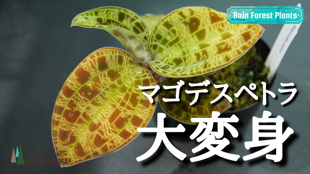 A dramatic transformation of the black-backed, red-veined Macodes