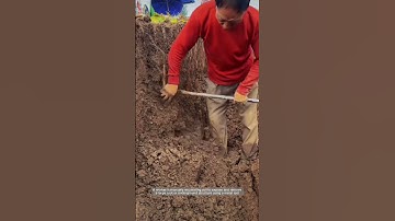 Unearthing Roots: Manual Digging in Dense Soil
