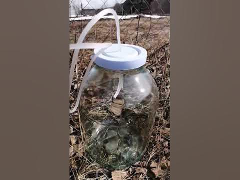 Берёзовый сок. - YouTube