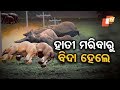 ହାତୀ ମୃତ୍ୟୁ ଘଟଣା; ୭ଜଣଙ୍କ ବିରୋଧରେ କାର୍ଯ୍ୟାନୁଷ୍ଠାନ OTV KHABAR BUREAU