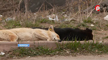 Куда пропадают собаки после отлова с улиц городов Вологодчины?