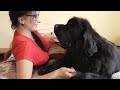 Newfoundland dog Reina is happy to be with mom