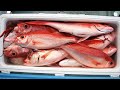 Hawaiian Dream Deep Bottom Fishing for Queen Snapper or what we call in Hawaii Onaga