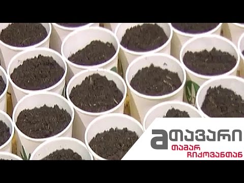 #მთავარი იგეგმება თუ არა დევნილთა ნაწილისთვის დახმარების გაუქმება / მარიხუანა და ქართული პოლიტიკა