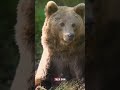 Younger bears now moving into new areas in the Pacific Northwest