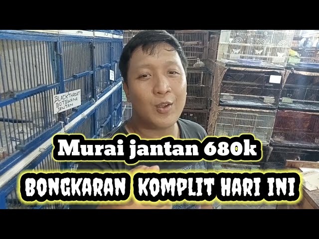 KIOS SKJ BONGKARAN. MURAI KACER SOGON TLEDEKAN BANYAK... class=