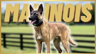 MALINOIS Doing CRAZY STUFF For 2 MINUTES STRAIGHT! by Andy Krueger Dog Training  14,834 views 1 year ago 2 minutes, 27 seconds