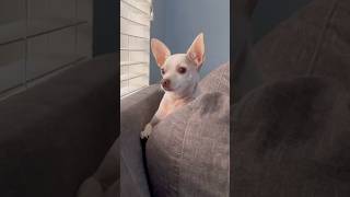 Best security system #guarddog #sirremingtonmartin #chihuahua #funnyshorts #cute #puppy #dog #pets