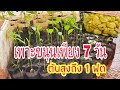 เพาะขนุนเพียง 7 วันต้นโตไวมาก!!