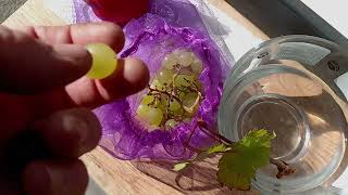 видео: Виноград в Приморском Крае 🍇Молдова О. Г. 23брикс, даже после - 8градусов целая! 27.10.2025г. картинка: Виноград в Приморском Крае 🍇Молдова О. Г. 23брикс, даже после - 8градусов целая! 27.10.2025г.