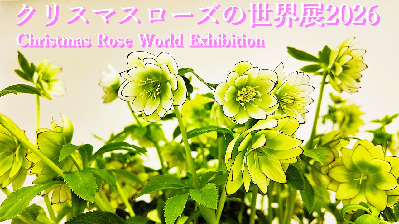 Christmas Rose World Exhibition 2026 Ikebukuro Sunshine City A
