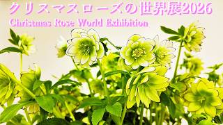Christmas Rose World Exhibition 2026 Ikebukuro Sunshine City A