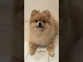劇的ビフォーアフターなポメ
