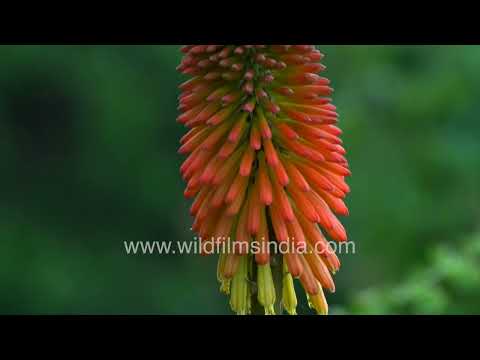 Red hot Poker