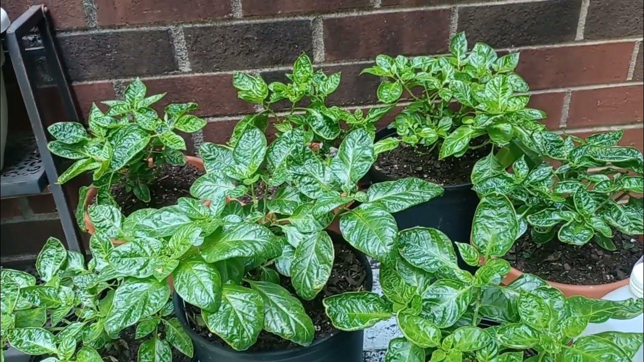 What To Do With Dying Pepper Plants ? YouTube