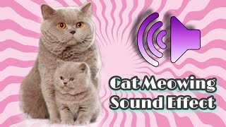 Funny Cat Meowing Sound Effect 1 by Reebonz Cattery TV 22,291 views 1 year ago 2 minutes, 28 seconds