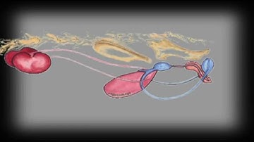 FLUTD - Feline Lower Urinary Tract Disease