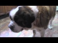 St bernard eating his bacon sandwich