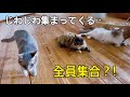 【奇跡】猫たちが全員同じ場所に集まった日がこちらです