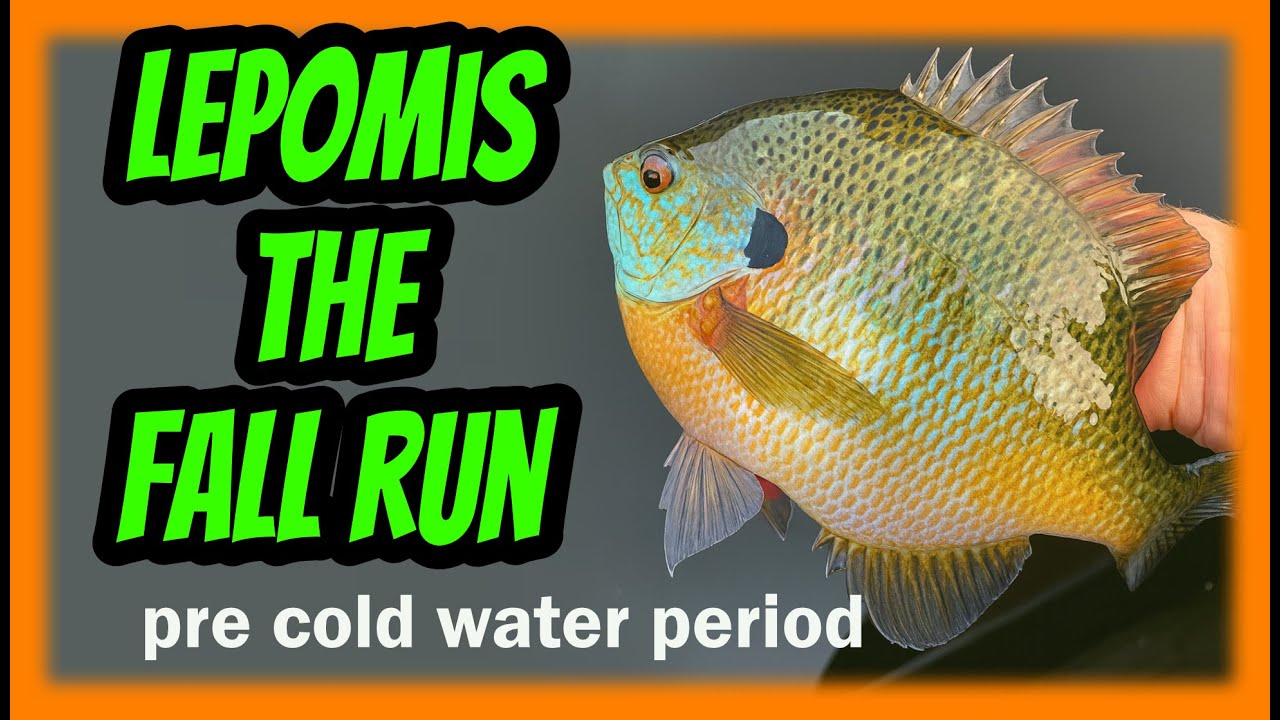 Fall Panfish Secrets: Where They Hide During Lake Turnover!